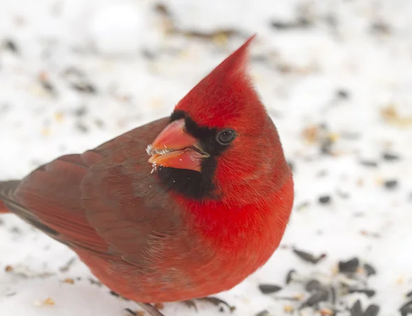 Cardeal vermelho brilhante após tempestade de neve — Fotografia de Stock