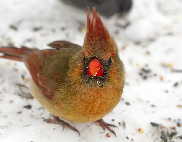 Nahaufnahmen von weiblichen roten Kardinal — Stockfoto