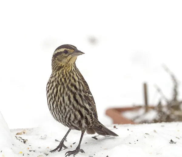 Fågeln söker mat efter snöstorm — Stockfoto
