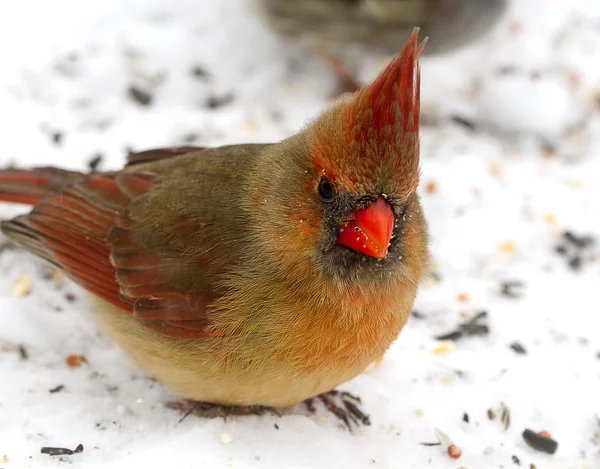 Colpi di primo piano del cardinale rosso femminile — Foto Stock