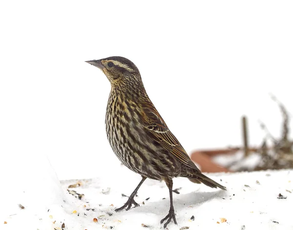 Ricerca di uccelli per il cibo dopo la tempesta di neve — Foto Stock