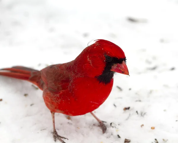 Leuchtend roter Kardinal nach Schneesturm — Stockfoto