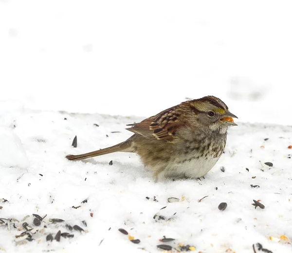 Piccolo passero dopo neve o — Foto Stock