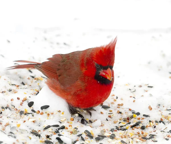 Ljusa röda kardinal efter snöstorm — Stockfoto