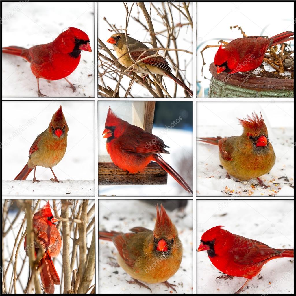 RED CARDINAL COLLAGE - FEMALE AND MALE