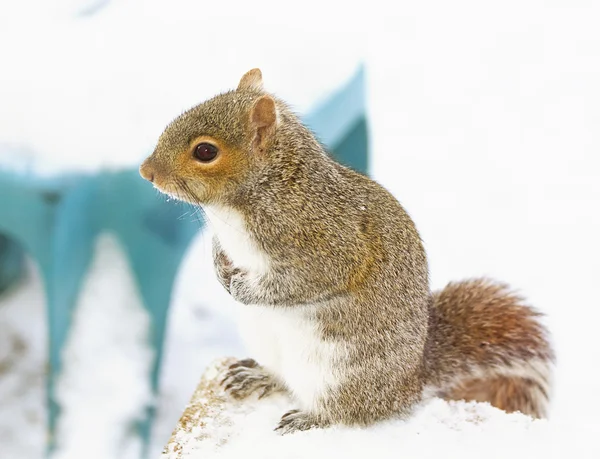 호기심많은 다람쥐 — 스톡 사진