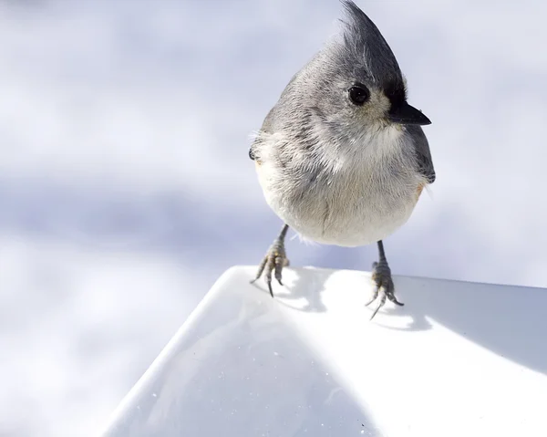 Titmouse mały ptak — Zdjęcie stockowe