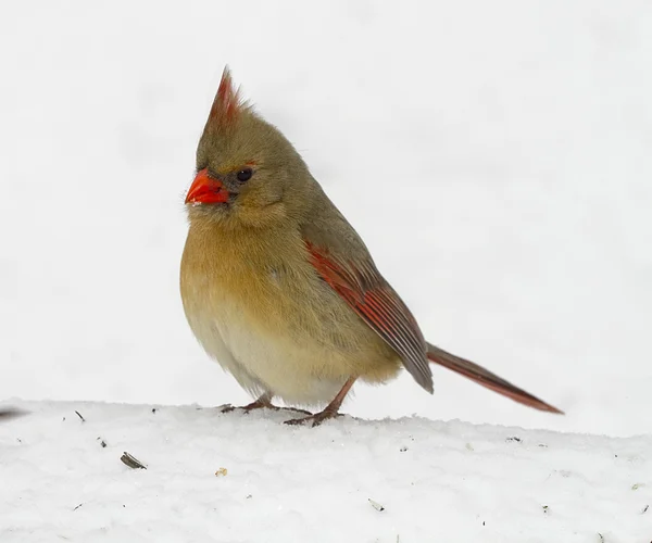 Cardinale In cerca di Birdfood — Foto Stock