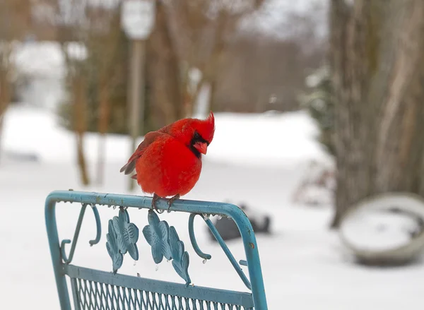 Red Cardinal Perched on Chair in Snow — Stock Photo, Image