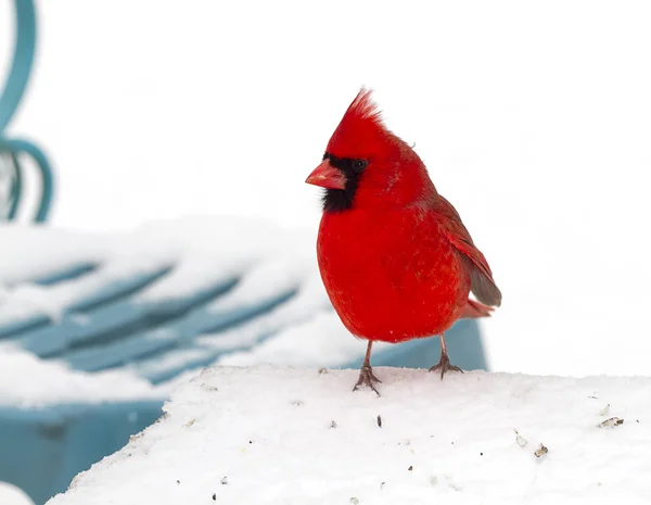 Cardenal buscando comida para pájaros —  Fotos de Stock