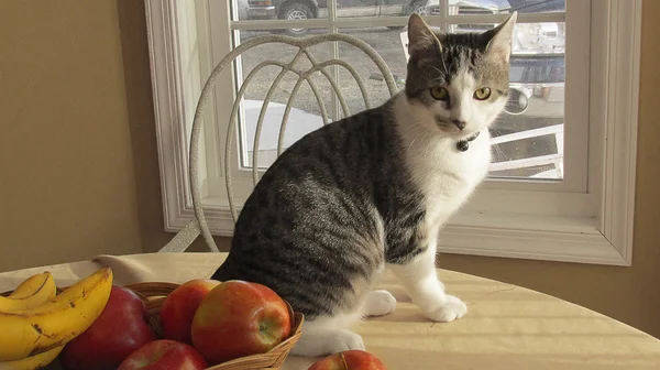 masada oyun oynayan kedi
