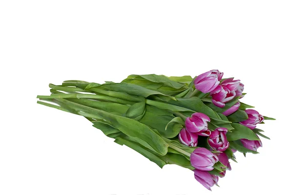 Bouquet of Pink Tulips — Stock Photo, Image