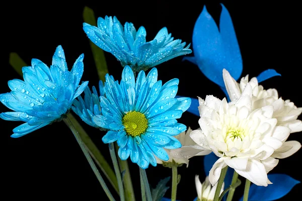 Blauwe madeliefjes geïsoleerd op zwart — Stockfoto