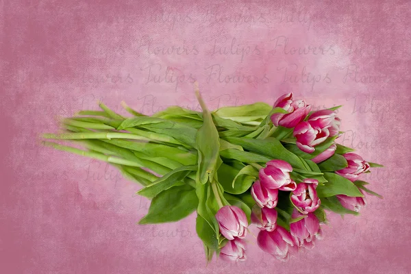 Bouquet of Pink Tulips — Stock Photo, Image