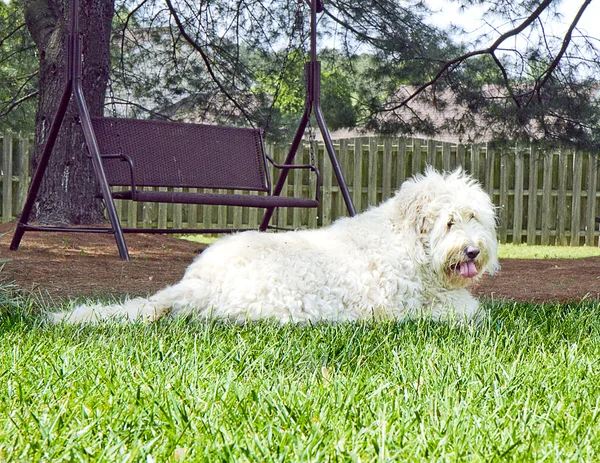 Golden Doodle Dog Resting ao ar livre — Fotografia de Stock