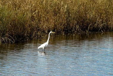 Vahşi yaşam için ulusal bir sığınakta çeşitli su kuşları yüzüyor ve / veya su içinde yüzüyor. Bazı resimlerde Kanada kazları, balıkçıllar ve diğerleri yer almaktadır..
