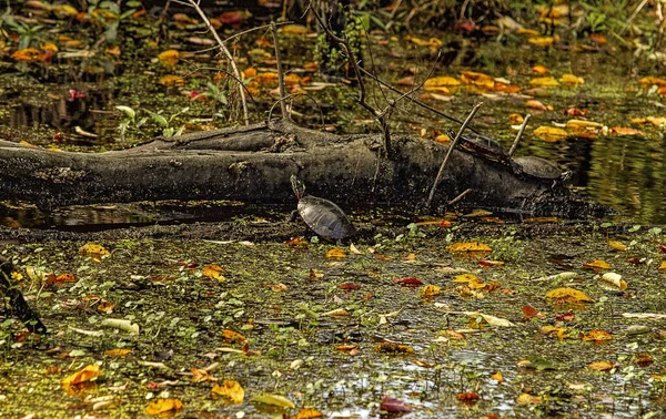 Three Turtles Basking Sun Log Swamp Body Water Surrounded Fall — Stock Photo, Image