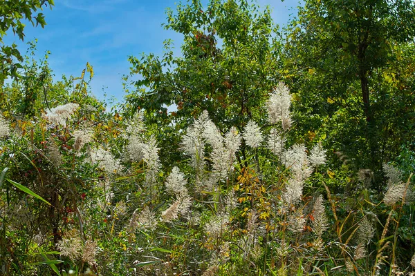 Scenic View Plants Grassen Wetlands Een National Refuge Voor Wilde — Stockfoto