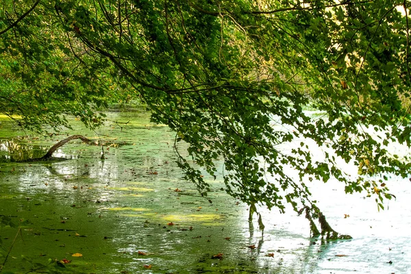 Вид Велику Гілку Занурюється Вниз Торкається Болотистої Водойми Зеленими Водоростями — стокове фото