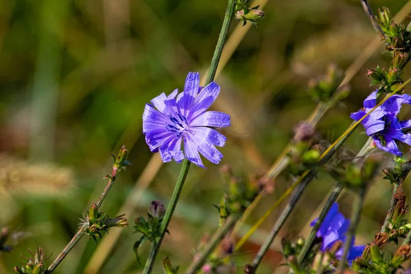 Closeup Delicate Purple Flowers Growing Wild National Refuge Wildlife — Stock Photo, Image