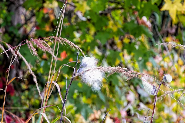 Lang Grassen Met Een Witte Pluizige Katoenachtige Flora Bloeien — Stockfoto