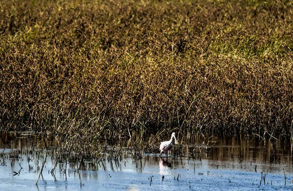 Roseate Spoonbill Oiseau Pataugeant Dans Plan Eau Dans Les Zones — Photo