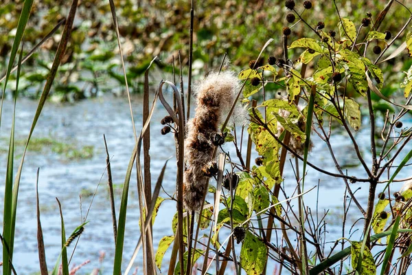 Fechar Cattails Gastos Fuzzy Lado Água Nas Zonas Húmidas — Fotografia de Stock