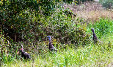 Vahşi hindiler sulak alanlarda dolaşıyorlar.