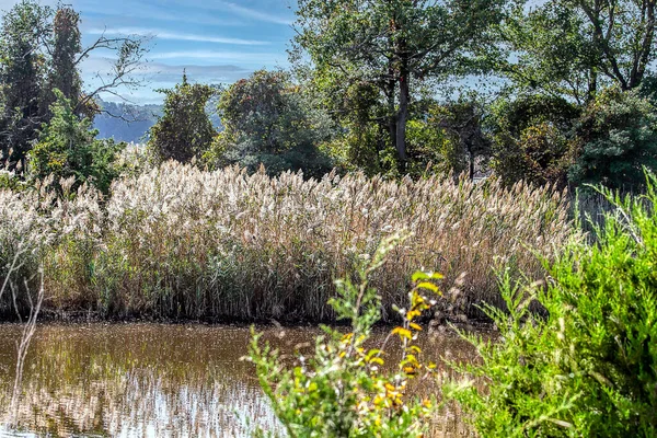 国立野生生物保護区内の湿地帯の植物 草の風景 — ストック写真