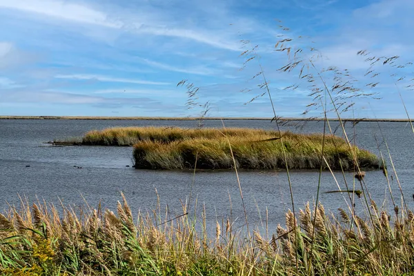 高草を取り巻く水の湿地帯の景観 — ストック写真