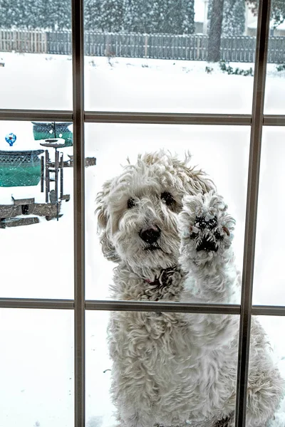 Verschillende Uitzichten Een Golden Doodle Dog Die Geduldig Buiten Wacht — Stockfoto