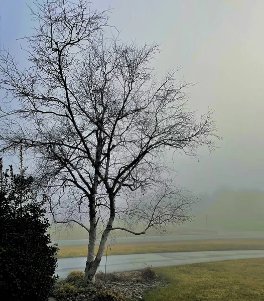 Schöne Aussicht Auf Einen Hinterhof Frühen Morgen Nebel Fast Mystisch — Stockfoto