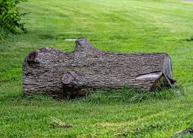 Huge log lying on the lawn for some time.  Deeply grooved bark on it.