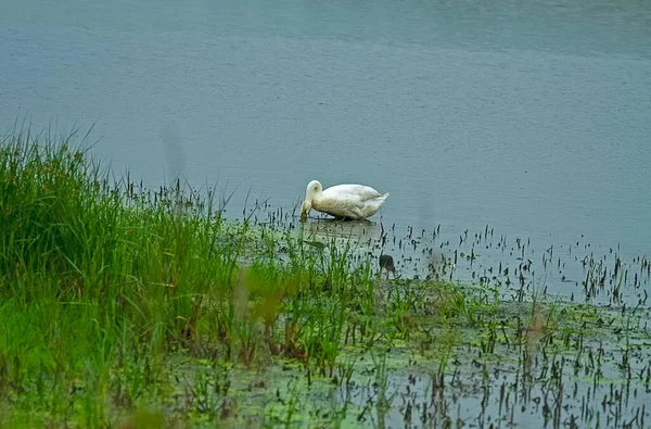 Swans Swimming Wild Wetlands — Stock Photo, Image