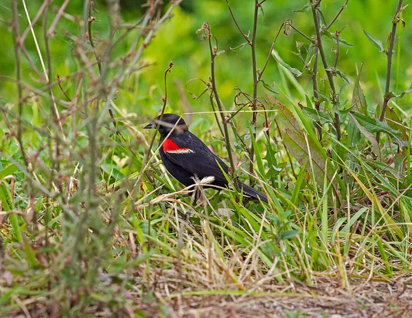 Red-winged black bird nestled in the brush in the wetlands