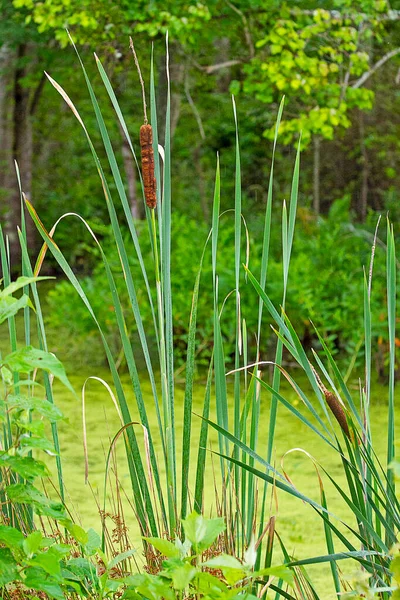 Cattails Growing Lush Green Marsh Wetlands — Stock Fotó