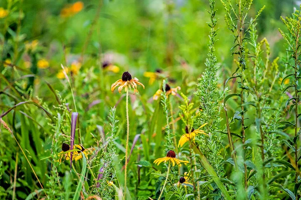 Wildflower Growing Weeds Wetlands — ストック写真