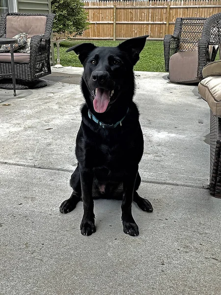 Perro Negro Azabache Orgulloso Guapo Sienta Orgullosamente Patio Aire Libre —  Fotos de Stock