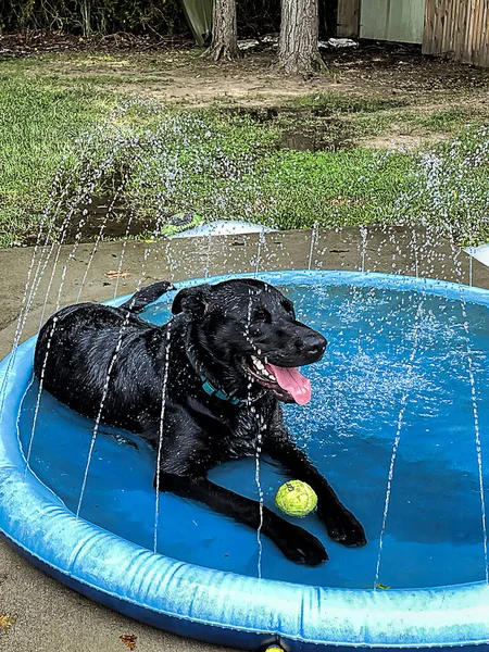 Jet Black Retriever Relaxes Cools His Pool Sprinklers — Zdjęcie stockowe