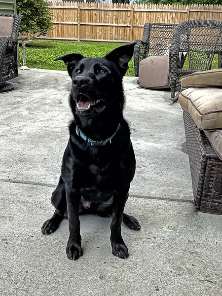 Guapo Mestizo Alemán Sheprador Perro Sentado Orgullosamente Patio —  Fotos de Stock