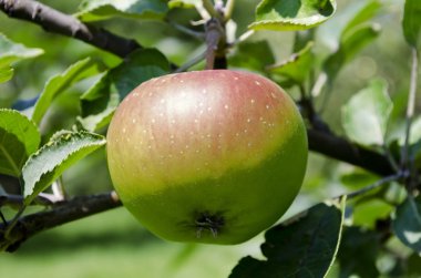 elma ağacı