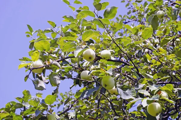 Appelboom — Stockfoto