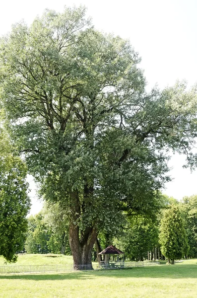 Ihlamur ağacı — Stok fotoğraf