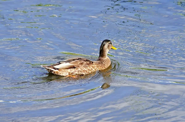 Duck — Stock Photo, Image