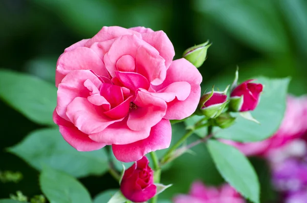 Rosas de flores — Fotografia de Stock