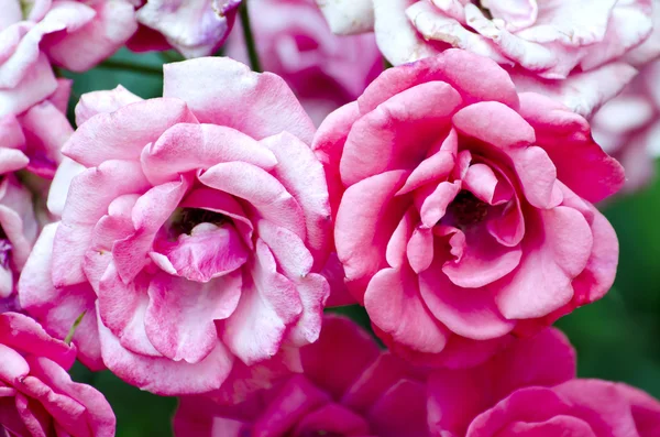 Rosas de flores — Fotografia de Stock