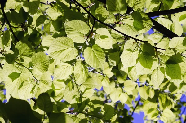 Green leafs — Stock Photo, Image