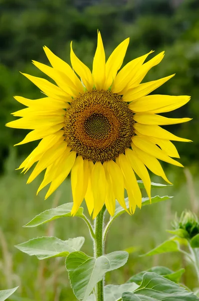 Sunflower — Stock Photo, Image