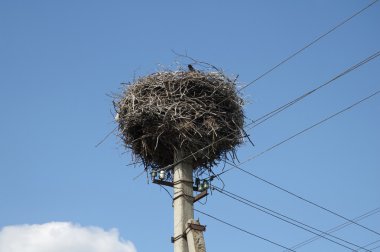 Stork's nest bir elektrik direği üzerinde