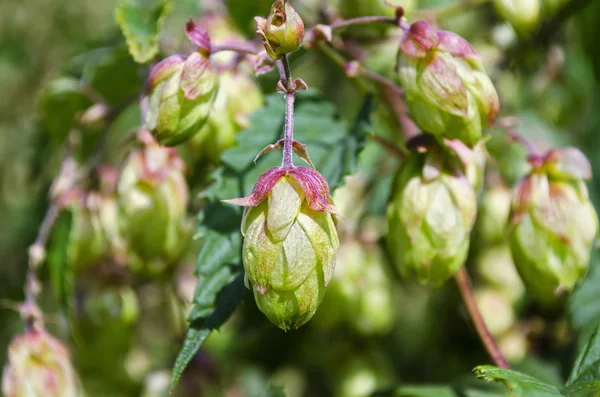 Cones de lúpulo — Fotografia de Stock